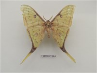 藏品(臺灣長尾水青蛾)的圖片